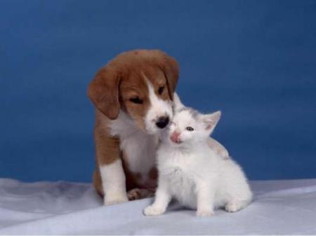 jl� trouve qu il vont bien enssembl